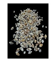Deniz Kabukları 100 Gr NO-1-NASSASHEL