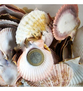 Argopecten Small Kiloluk Deniz Kabuğu (1 KG)