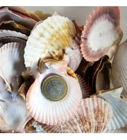 Argopecten Small Kiloluk Deniz Kabuğu (1 KG)