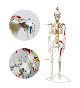 Tam İskelet Maketi 85 cm Model 8