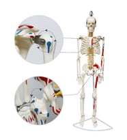 Tam İskelet Maketi 85 cm Model 8