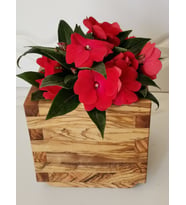 ahşap saksı zeytin ağacı 20x20x0