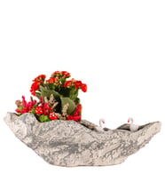 Kaya Saksıda Kırmızı Kalanchoe Teraryum