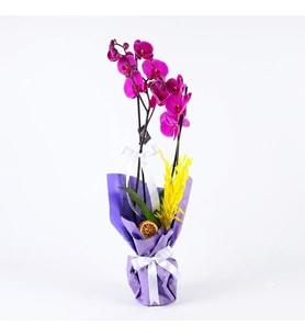 Purple Çift Dallı Mor Orkide