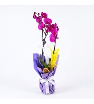 Purple Çift Dallı Mor Orkide