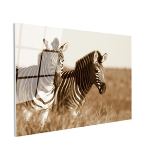 Tamperli Gerçek Cam Tablo Kuru Otlar Arasında İki Zebra Zebra Tablosu Duvar Dekoru