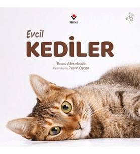 Evcil Kediler