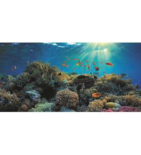 Kanki Pet KP10552021 Akvaryum Arka Fon Yapıştırma 105 x 52 CM
