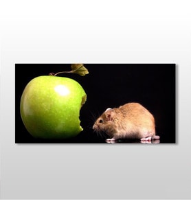 Elma Ve Hamster Kanvas Tablo 100x50cm (Karışık)