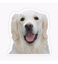 Golden Retriever Köpek Sticker Araba Oto Yapıştırması 17CM C1