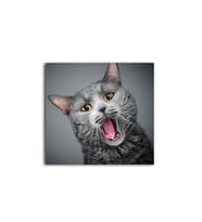 Gri Kedi Tablo 50 X 50 Cm