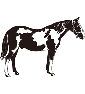 AT FOLYO STİCKER 60cm Uzunluk (Karışık)