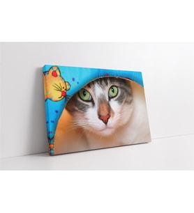 Kedi