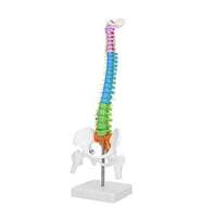 Renkli Tam Boy Hareketli Femur Eklemli Omurga İsk. 45 cm model 38