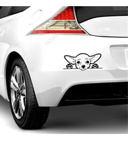 Chihuahua köpek araba Sticker YApıştırma