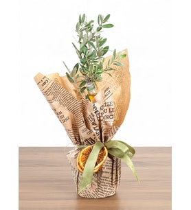 Buketli Polimer Saksıda Zeytin Ağacı