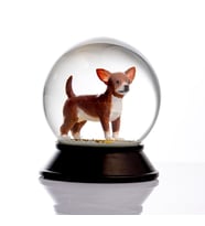 Snoowg Cam ve Reçine Altın Patiler Kar Küresi Chihuahua (Kahverengi) Kar Küresi Hediye