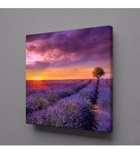 SÜMBÜL TARLASI KANVAS TABLO 120x120cm (Karışık)