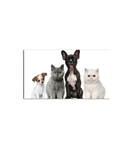 DBSanatevi Dostluk (kediler Ve Köpekler) Tablo 35 X 35 Cm