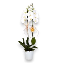 2 Dal Beyaz Orkide Çiçeği