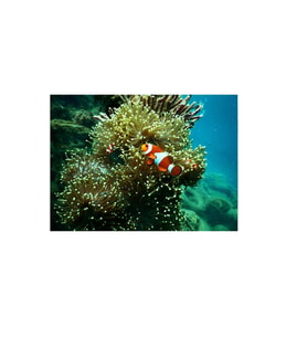 Kanki Pet KP8550015 Akvaryum Arka Fon Yapıştırma 85 x 50 CM