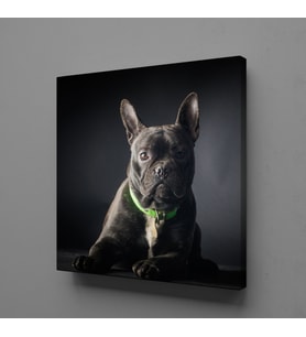 SİYAH KÖPEK KANVAS TABLO 190x190cm