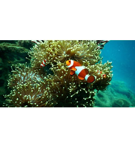 Kanki Pet KP1256315 Akvaryum Arka Fon Yapıştırma 125 x 63 CM