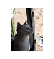 1x3Metre Kuş Kedi Balkon Filesi Plasitk Döküm Ağ