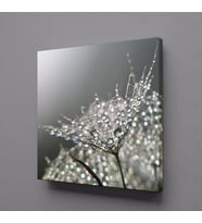 KARAHİNDİBA ÇİÇEĞİ TÜĞLERİ KANVAS TABLO 50x50cm (Karışık)