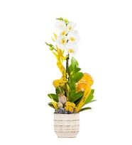 Phalaenopsis Tek Dal Orkide