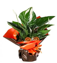 BUKET KAGIDINDA SPATİFİLYUM TASARIM