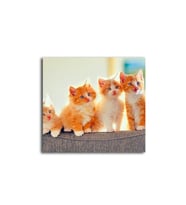 DBSanatevi Kedi Yavruları Tablo 50 X 50 Cm