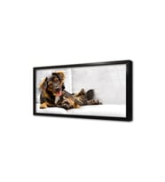 Köpek ve Kedi Çerçeveli Cam Tablo