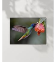 1. Nektar İçindeki Hummingbird Poster (Çok Renkli)