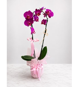 Purple Orkide