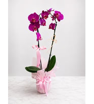Purple Orkide