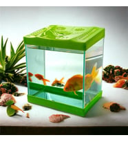 Girist Pet Yeşil Renk Mini Kare Akvaryum 20x20 cm