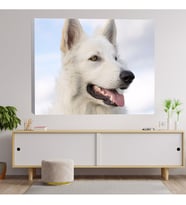 Yakın Çekim Beyaz Çoban Köpeği Dekoratif Kanvas Tablo