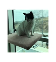 Şeffaf Kedi Oturma Platformu, Güvenli ve Rahat Tasarım