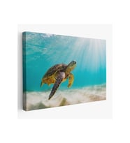 Caretta Caretta Dekoratif Kanvas Tablo 1174