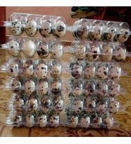 20paket KARIŞIK bıldırcın kuluçkalık YUMURTA 20x12=240ADET (Kıbrıs, Jumbo,Japon,BROWN,Ukrayna,BEYAZ)