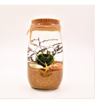 Şans Getiren Marimo Patara