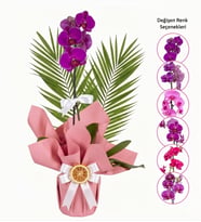 Pembe Bukette Saksıda Tekli Mix Orkide