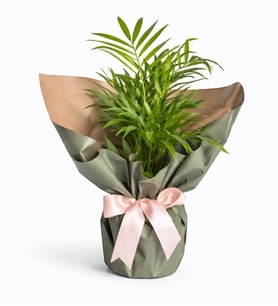 Polimer Saksıda Chamdora Elegans