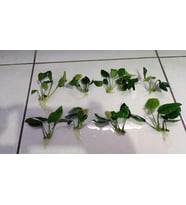 Canlı Bitki L019B Anubias barteri var nana (Short )
