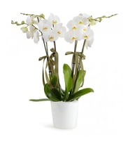Green Orkide