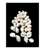 Deniz Kabukları 100 Gr NO-10-BABYLONİA AREOLATA