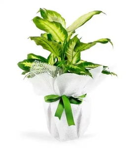 Tropic Dieffenbachia