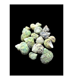 Deniz Kabukları 100 Gr NO-19-BRUNEUS