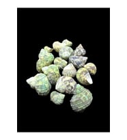 Deniz Kabukları 100 Gr NO-19-BRUNEUS